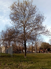 Fraxinus angustifolia