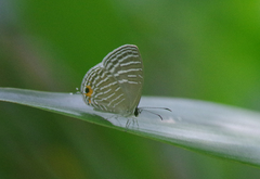 Jamides celeno aelianus