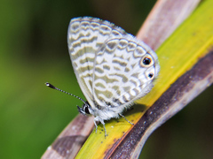 Leptotes cassius cassidula
