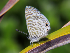 Leptotes cassius cassidula
