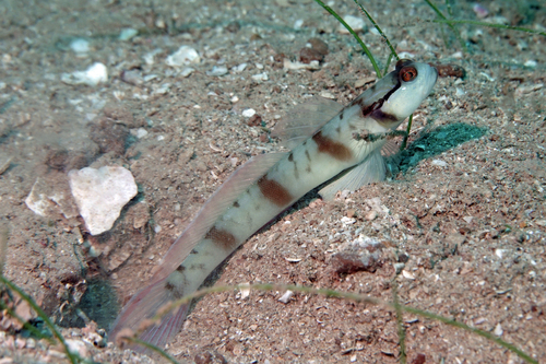 Bareheaded shrimpgoby (Amblyeleotris gymnocephala) — Gobiidae — 4