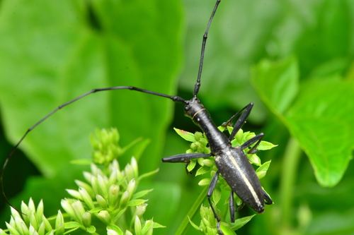Gnoma suturalis