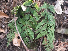 Dryopteris