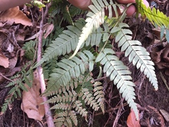 Dryopteris