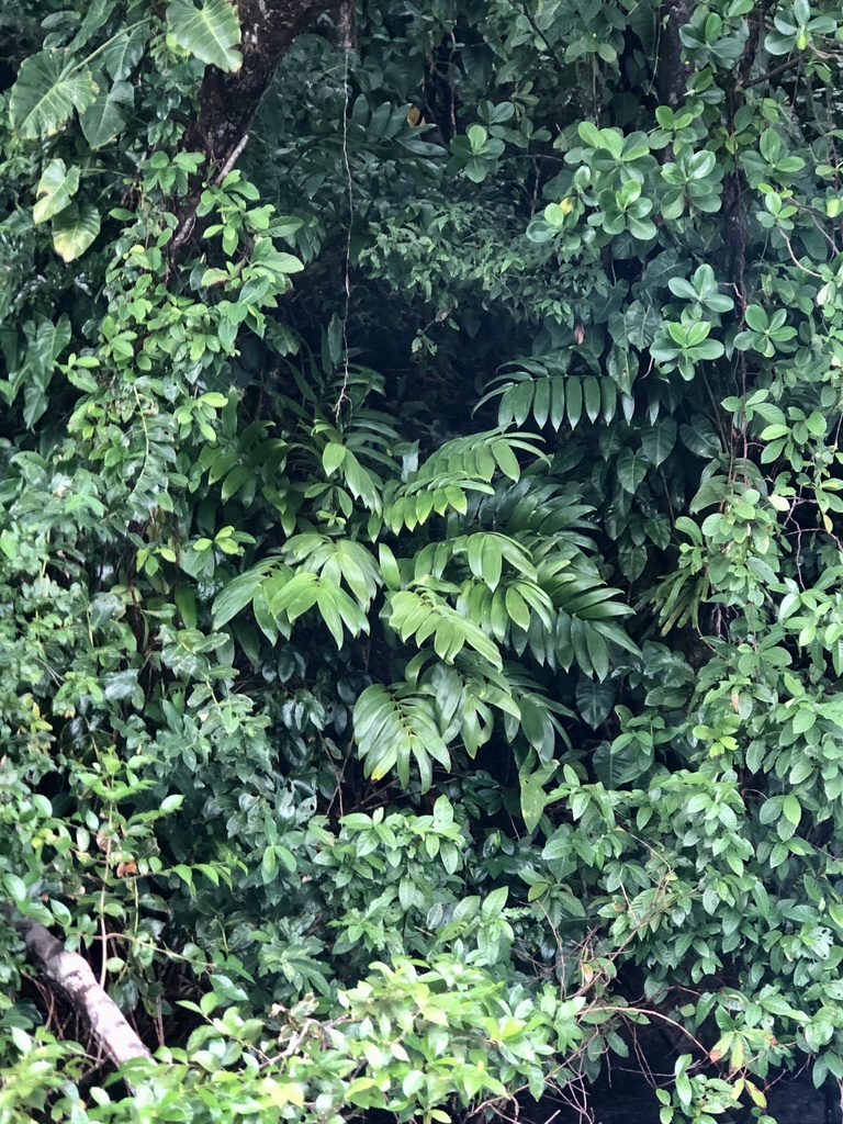 Zamia hamannii (Hamann's Zamia)