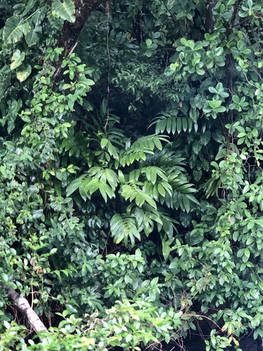 Zamia hamannii