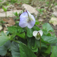 Viola missouriensis