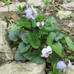 Viola missouriensis