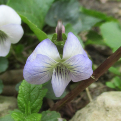 Viola missouriensis