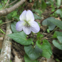 Viola missouriensis