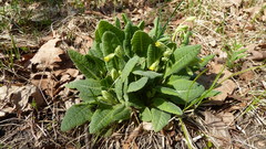 Primula veris macrocalyx