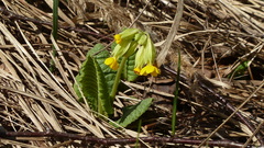 Primula veris macrocalyx
