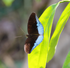 Tanaecia iapis puseda