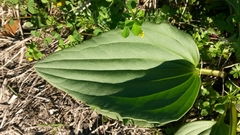Arnoglossum plantagineum