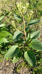 Arnoglossum plantagineum