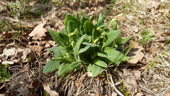 Primula veris macrocalyx
