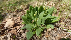 Primula veris macrocalyx