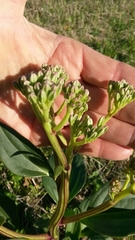 Arnoglossum plantagineum