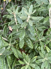 Chiliotrichum