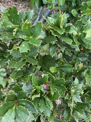 Berberis ilicifolia