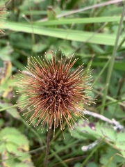 Acaena ovalifolia