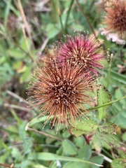 Acaena ovalifolia
