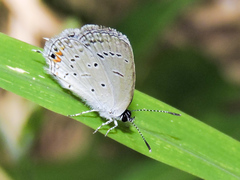 Cupido comyntas texana