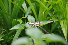Papilio demoleus malayanus
