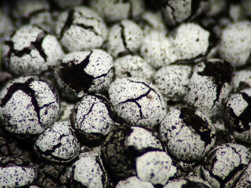 Representative image of Diderma