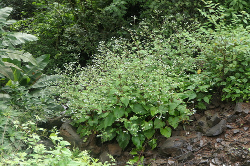 Common Hill Borage (Adelocaryum coelestinum)