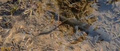 Laccotrephes japonensis