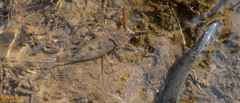 Laccotrephes japonensis