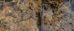 Laccotrephes japonensis