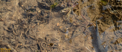 Laccotrephes japonensis