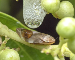 Ptyelinellus praefractus