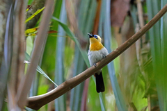 Ochre-Collared Monarch photo 2