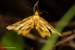 Fritillerinnys clathraria