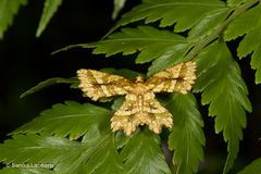 Fritillerinnys clathraria