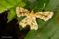 Fritillerinnys clathraria