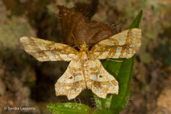 Fritillerinnys clathraria