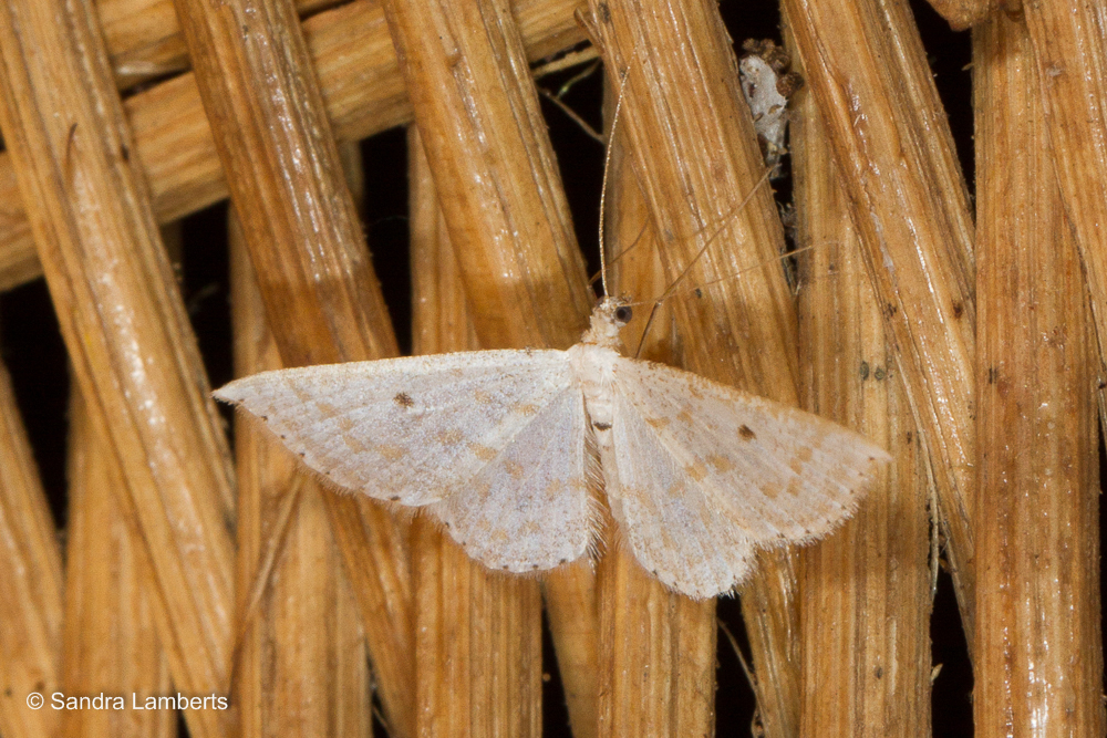 Derambila lumenaria