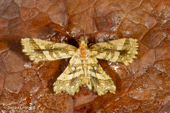 Fritillerinnys clathraria