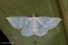 Derambila lumenaria