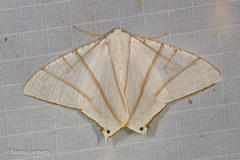 Ourapteryx picticaudata