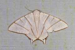 Ourapteryx picticaudata
