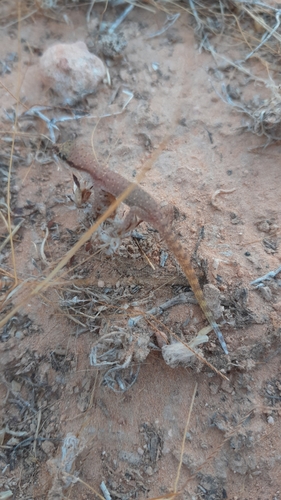 Tripoli Gecko