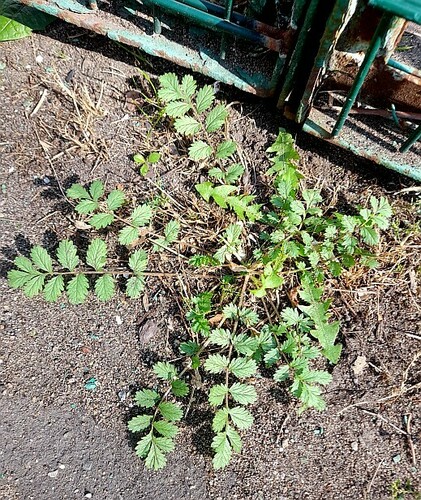 Prostrate cinquefoil (Potentilla supina)