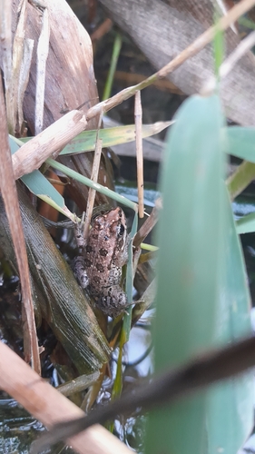 Sahara Frog