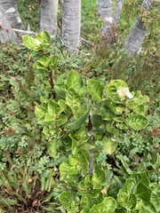 Maytenus magellanica