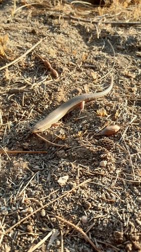 Ocellated Bronze Skink